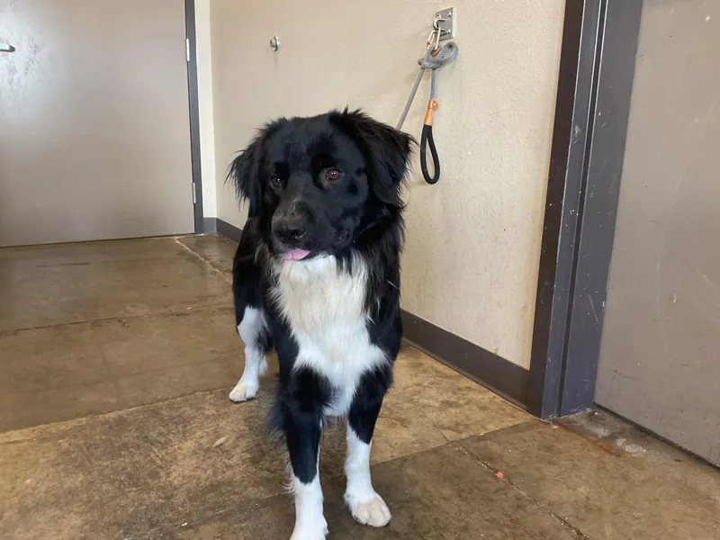 A young medium-sized male Border Collie dog named Pumbaa for adoption in Ontario, CA