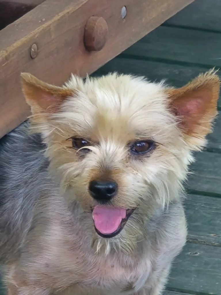 An adult small-sized male Yorkshire Terrier dog named Bear for adoption in Spring, TX