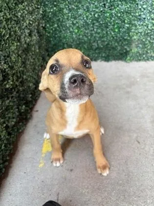 A baby small-sized female Yellow / Tan / Blond / Fawn Pit Bull Terrier dog named Amelia for adoption in El Paso, TX