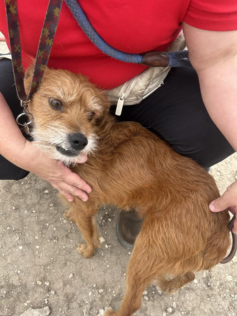 An adult small-sized male Terrier dog named Chuy for adoption in Pipe Creek, TX