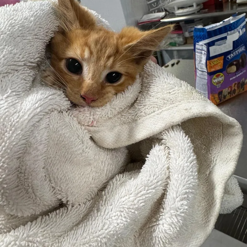 A baby small-sized female Orange / Red Domestic Short Hair cat named Siracha for adoption in Parrish, AL