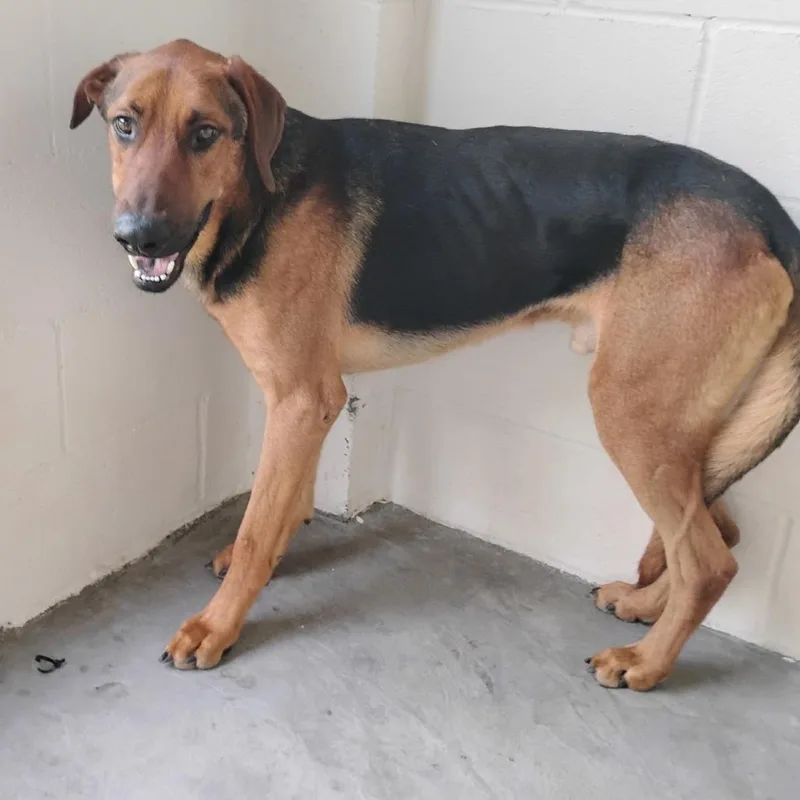 An adult large-sized male Rhodesian Ridgeback dog named Mort for adoption in LOXAHATCHEE, FL