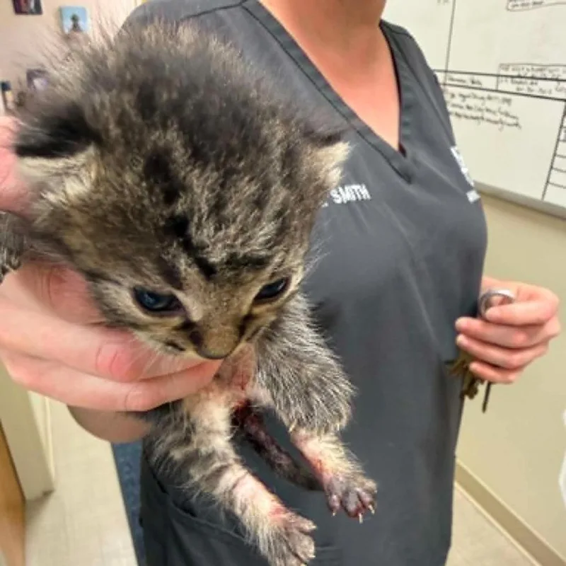 A baby small-sized male Brown / Chocolate Domestic Short Hair cat named Xander for adoption in South Elgin, IL