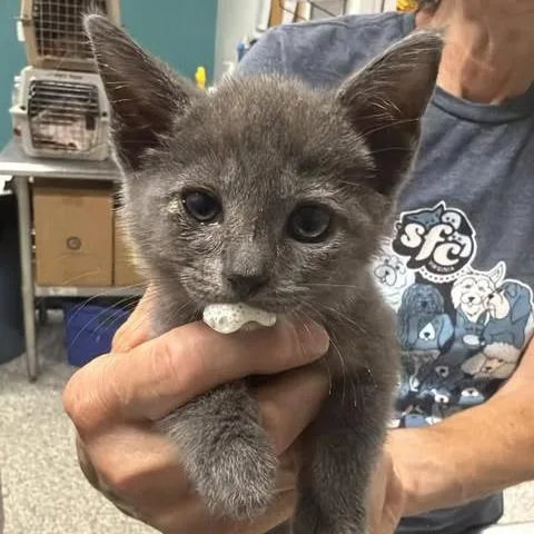 A baby small-sized female Gray / Blue / Silver Domestic Short Hair cat named Bridge Troll for adoption in Fredericksburg, VA