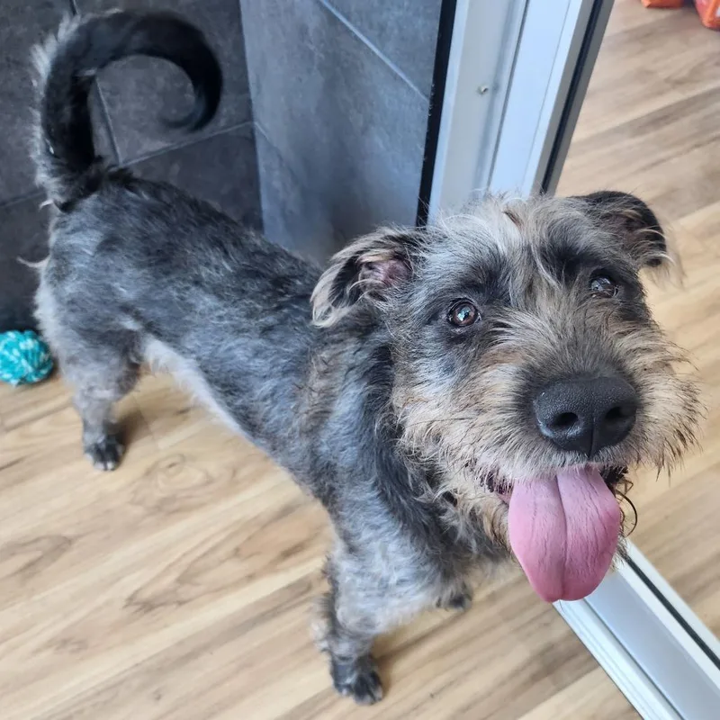 An adult medium-sized male Gray / Blue / Silver Mixed Breed dog named Romeo for adoption in Philadelphia, PA