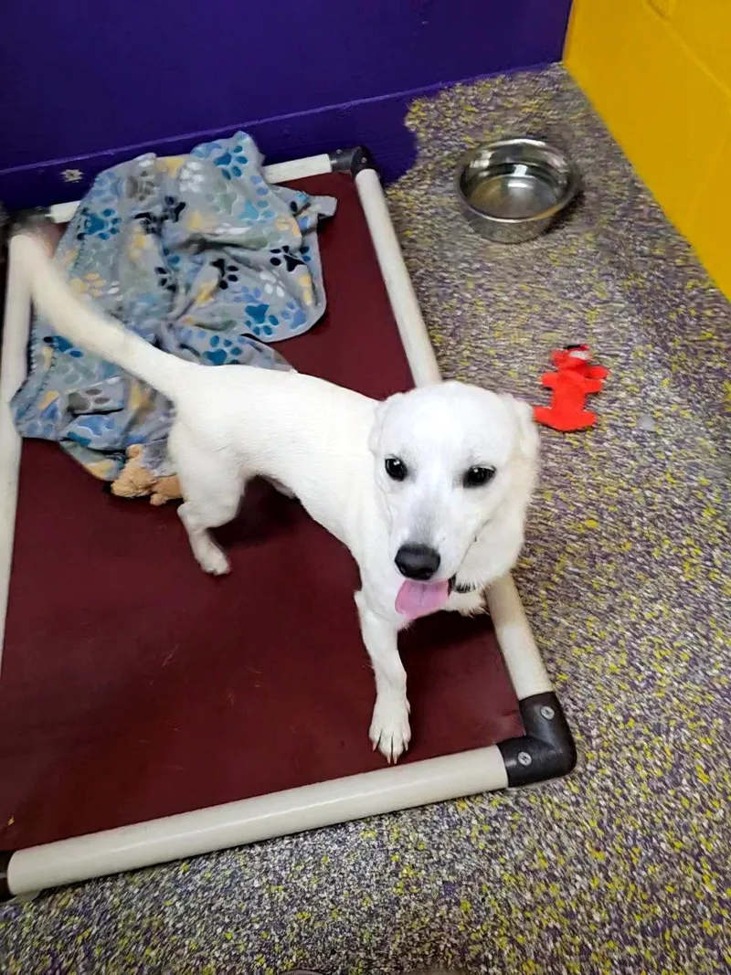 An adult medium-sized male Dachshund dog named Ranch for adoption in Metairie, LA