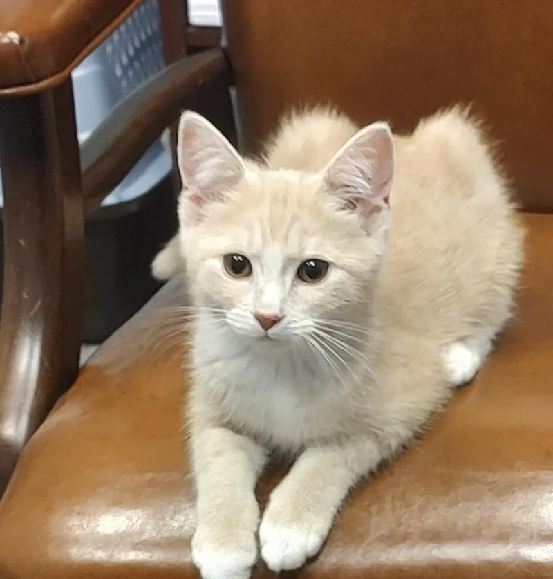 A young medium-sized female Buff / Tan / Fawn Domestic Short Hair cat named Savannah for adoption in North Babylon, NY