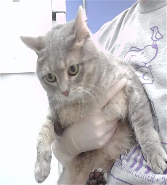An adult medium-sized female Domestic Short Hair cat named Meiko for adoption in Omaha, NE