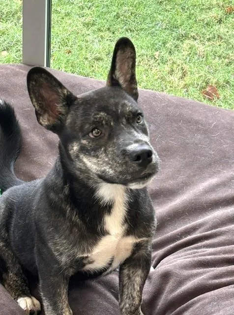A young medium-sized male French Bulldog dog named Ziggy for adoption in Benbrook, TX