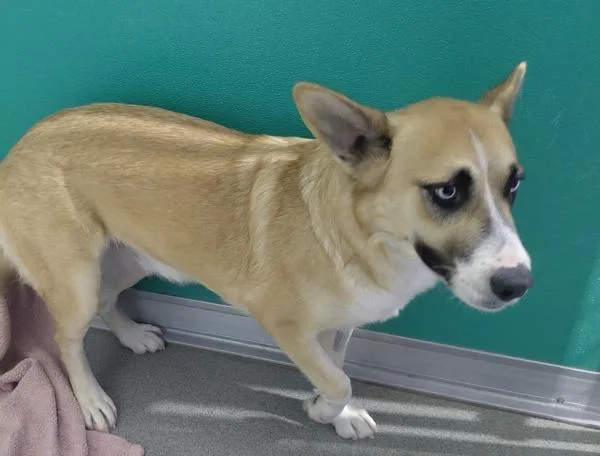 A young large-sized female Shepherd dog named Laura for adoption in Tulare, CA