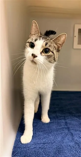 A young medium-sized female Domestic Short Hair cat named Theresa for adoption in Statesville, NC