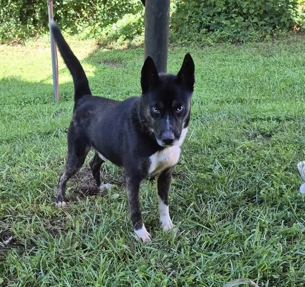 An adult medium-sized male Siberian Husky dog named Pen  Gatsby for adoption in Lawrenceville, GA