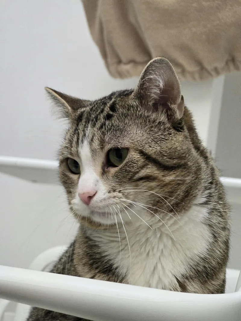An adult medium-sized male Domestic Short Hair cat named Ian for adoption in Iowa City, IA