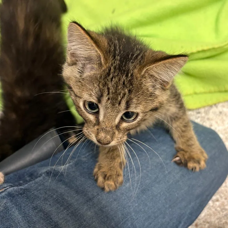A baby small-sized male Gray / Blue / Silver Domestic Short Hair cat named Houdini for adoption in Detroit Lakes, MN