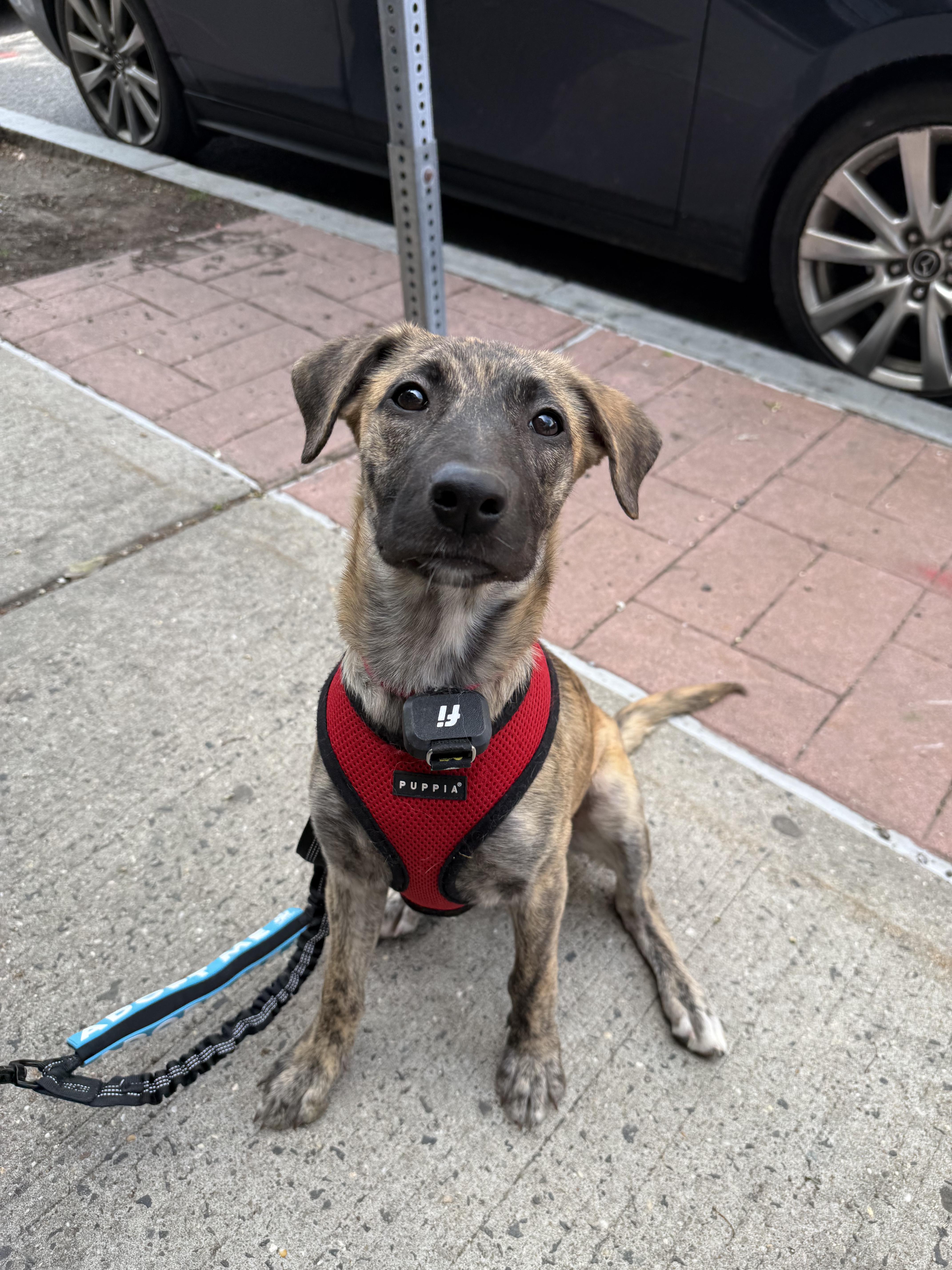 A baby medium-sized female Brindle Mixed Breed dog named Shira for adoption in Brooklyn, NY