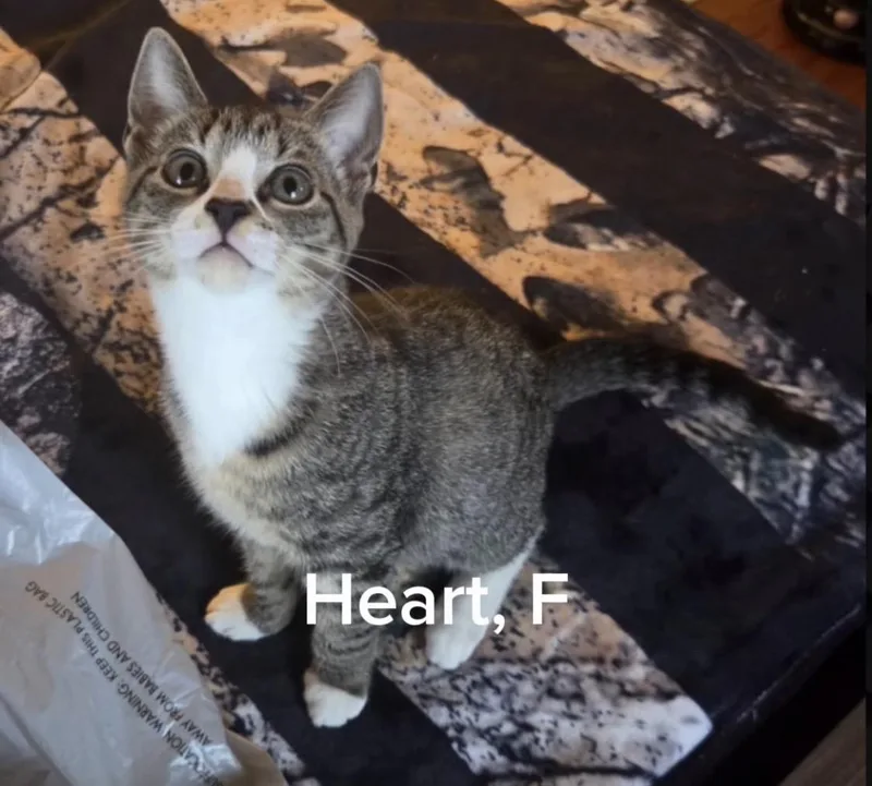A baby small-sized female Tabby (Gray / Blue / Silver) Domestic Short Hair cat named Heart for adoption in Shrewsbury, MA