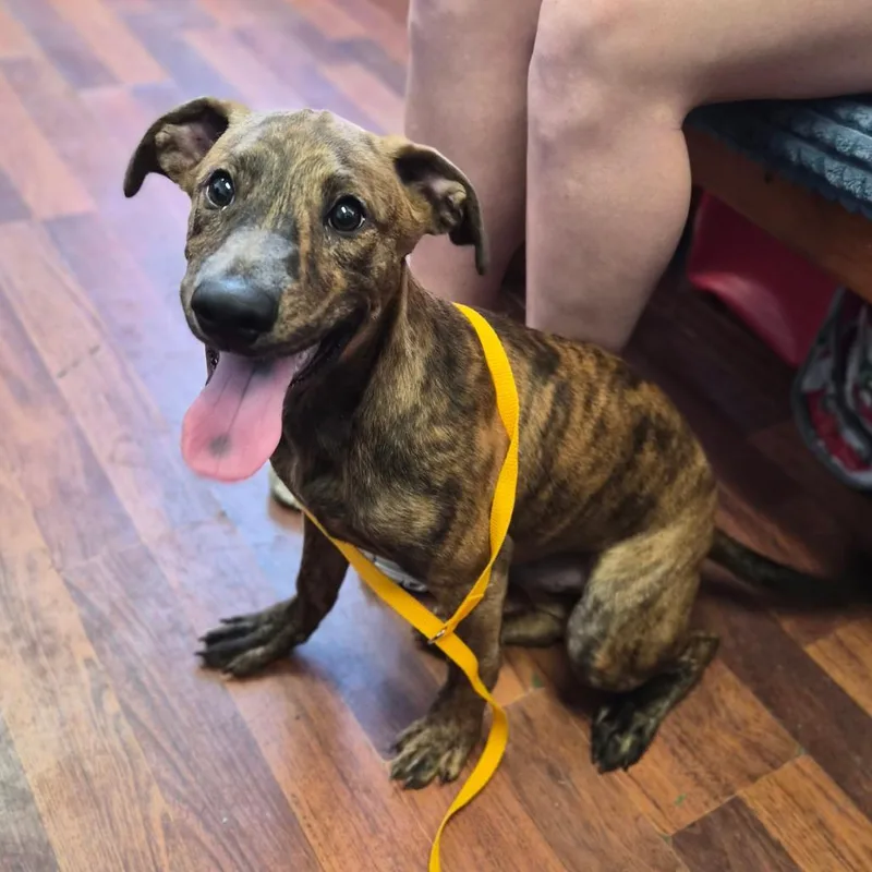 A baby small-sized male Collie dog named Doby for adoption in Wahiawa, HI