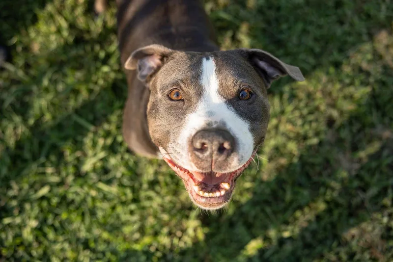 An adult large-sized male American Staffordshire Terrier dog named Cheech for adoption in Calhoun, GA
