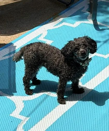 An adult small-sized female Poodle dog named Sophia for adoption in Fort Worth, TX