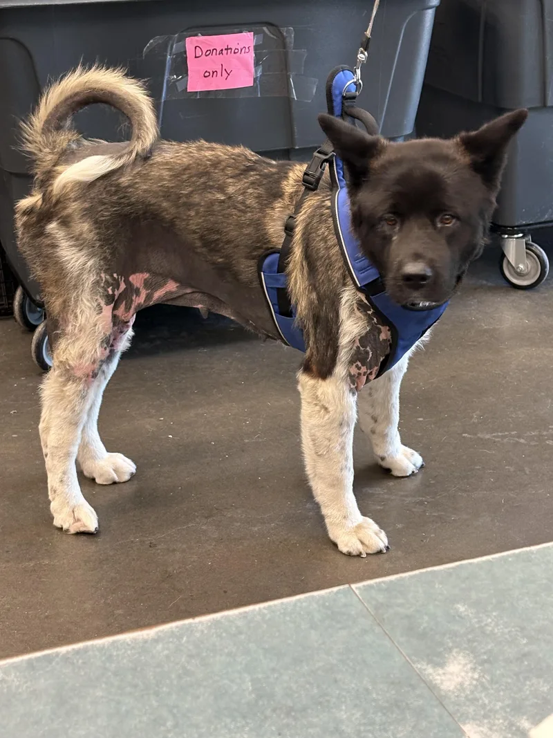 An adult large-sized female Akita dog named Athena for adoption in Chatsworth, CA