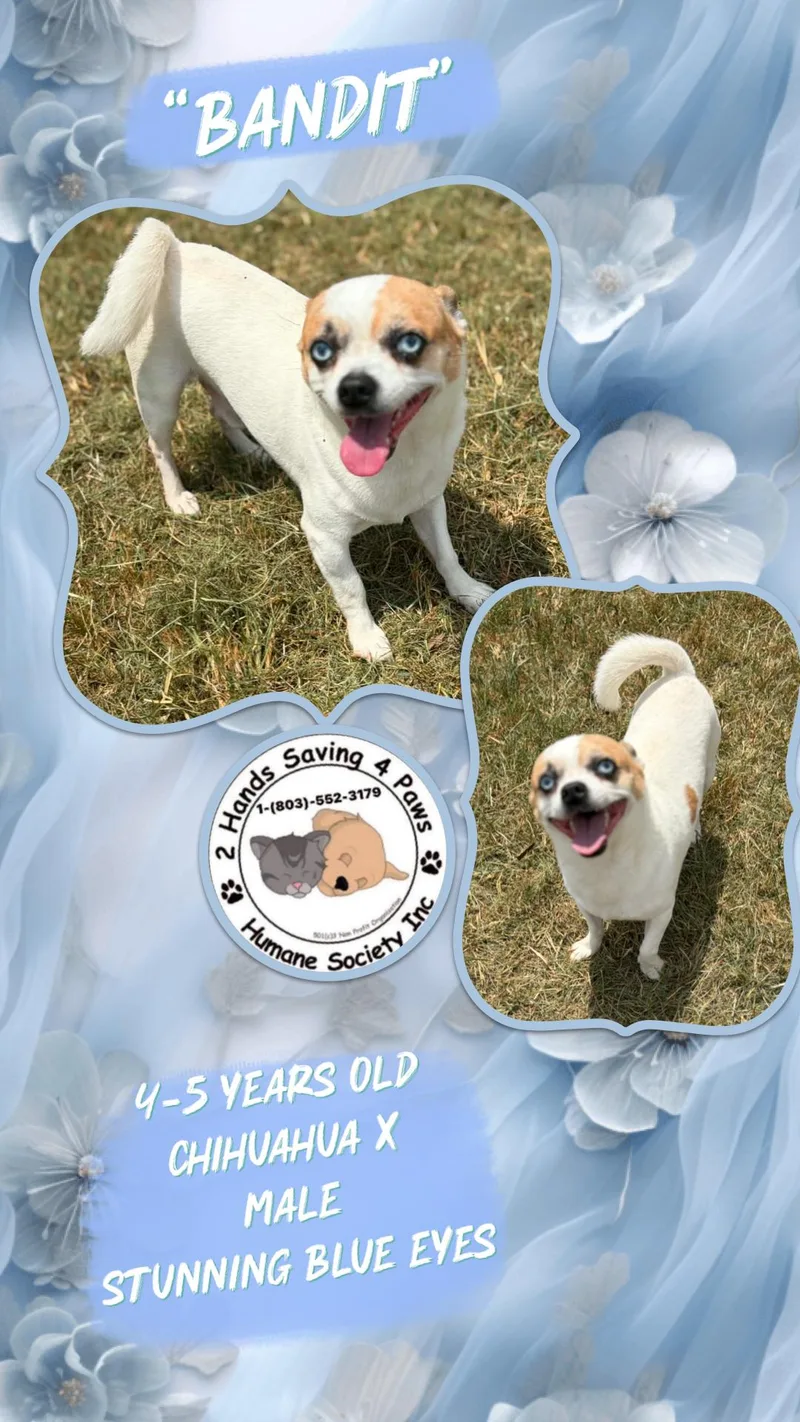 An adult small-sized male White / Cream Chihuahua dog named Bandit for adoption in Thomson , GA