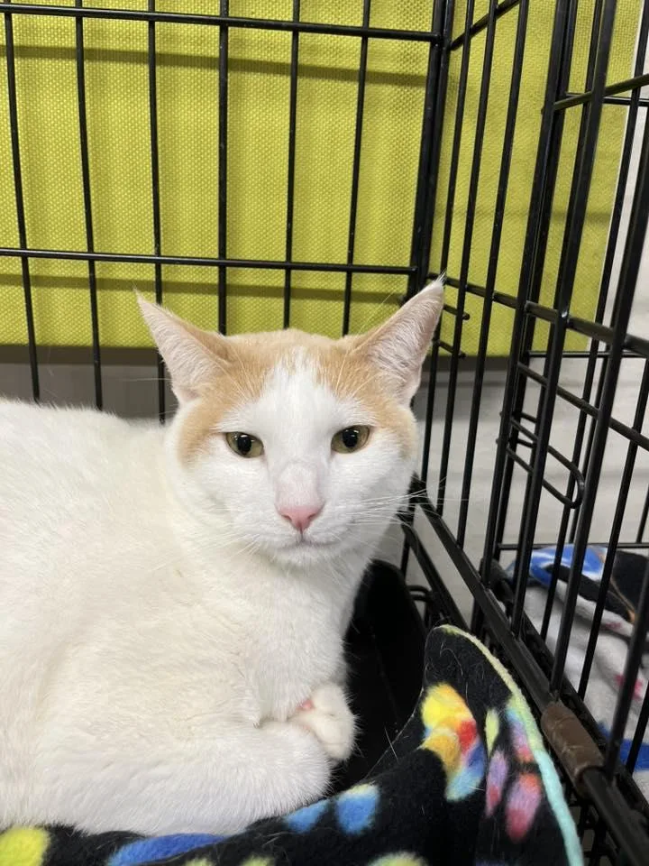 Blizzard thumbnail 2