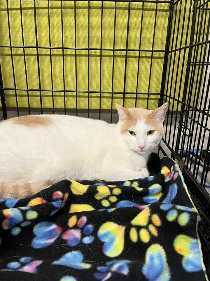 Blizzard thumbnail 3