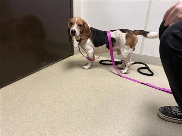 A young small-sized male Beagle dog named Walter for adoption in Chapel Hill, NC
