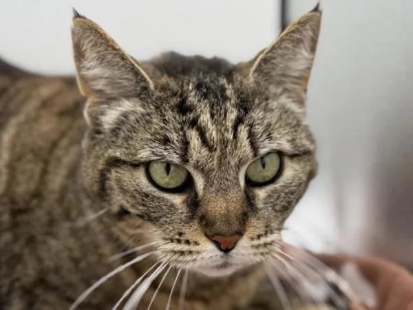 A senior medium-sized female Domestic Short Hair cat named Kala for adoption in Portland, OR