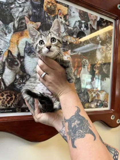 A baby small-sized female Domestic Short Hair cat named Bubble Yum for adoption in Brunswick, GA