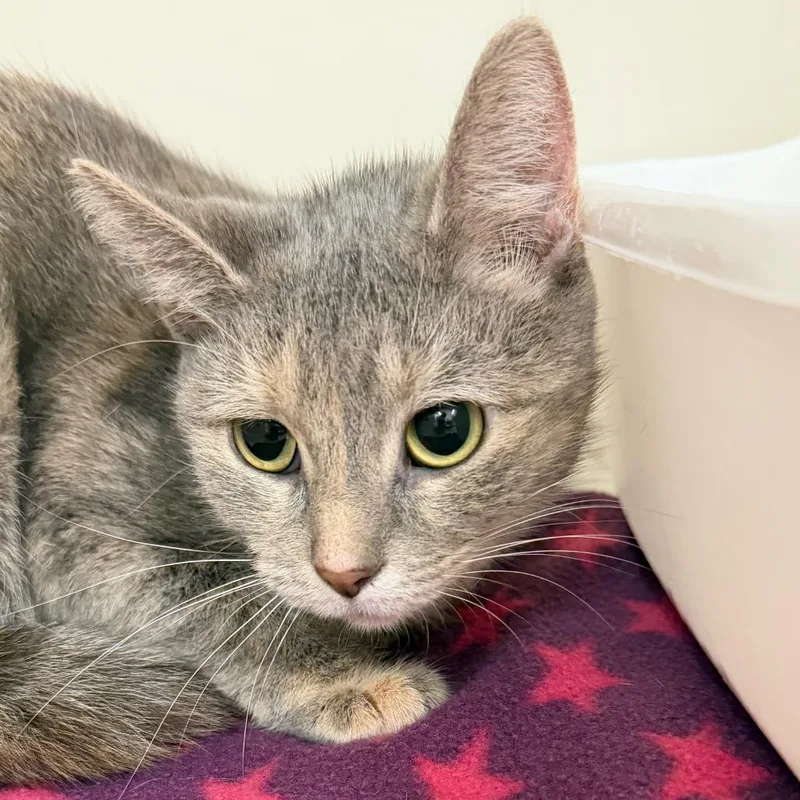 An adult medium-sized female Gray / Blue / Silver Domestic Short Hair cat named Peanut Butter for adoption in Zanesville, OH
