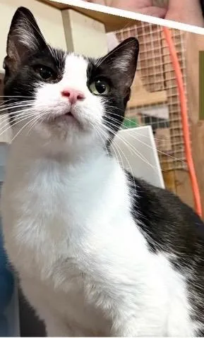 A young medium-sized female Tabby cat named Mamma Oreo for adoption in San Antonio, TX