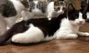 Mamma Oreo thumbnail 2