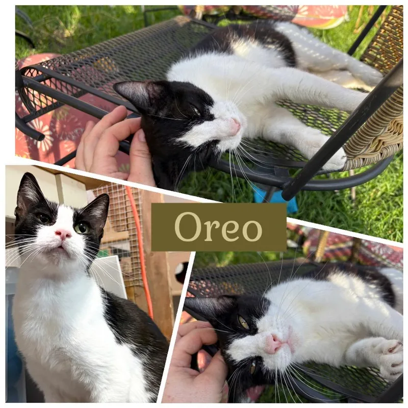 Mamma Oreo thumbnail 3
