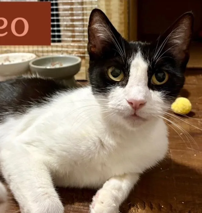 Mamma Oreo thumbnail 4