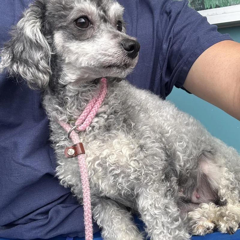 A young small-sized female Gray / Blue / Silver Poodle dog named Lola for adoption in Elk Grove, CA