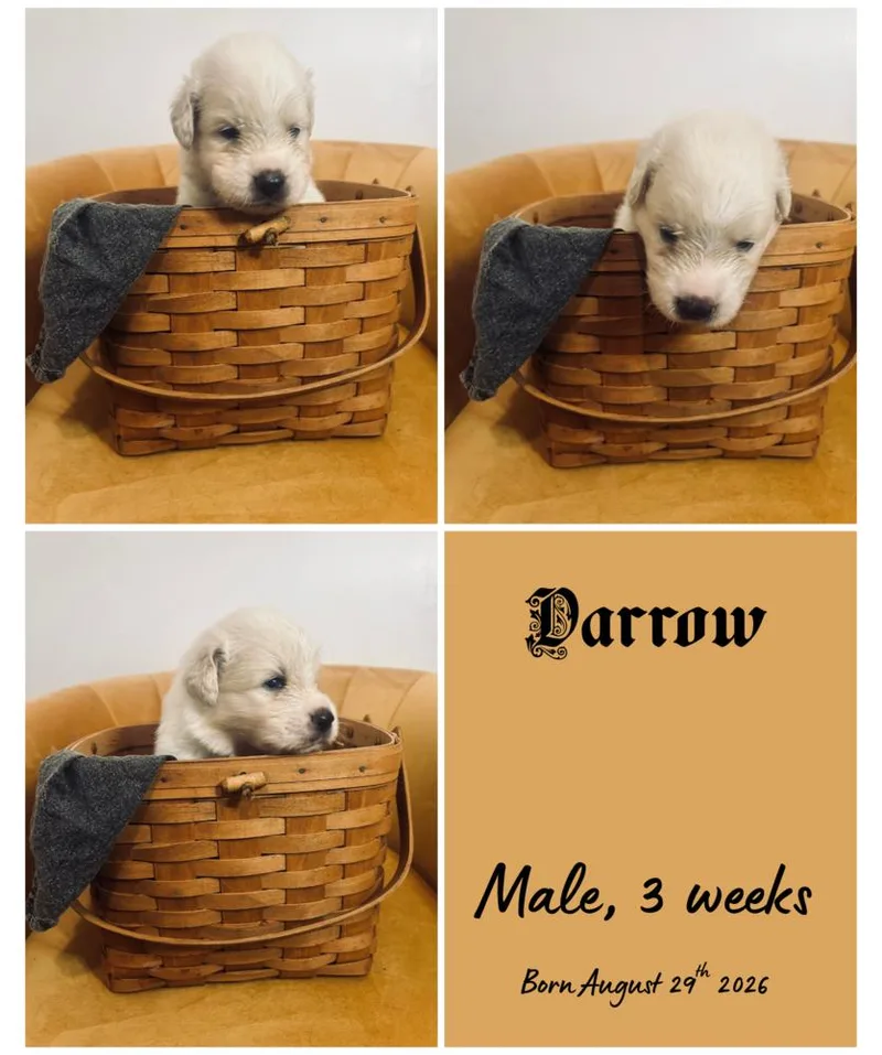 A baby small-sized male Border Collie dog named Darrow for adoption in Milton, FL