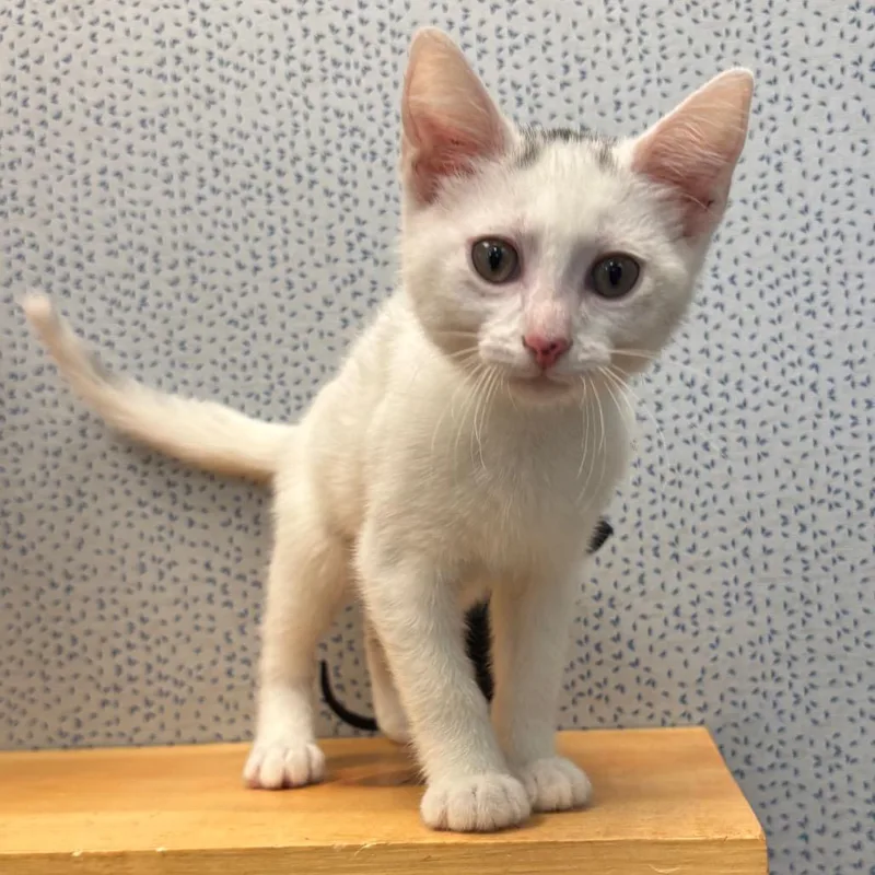 A baby small-sized female White Domestic Short Hair cat named Riverwalk for adoption in Naperville, IL