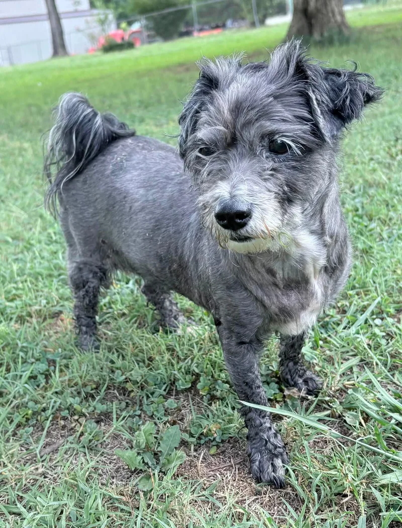 A young medium-sized female Mixed Breed dog named Maude for adoption in Greenville, SC