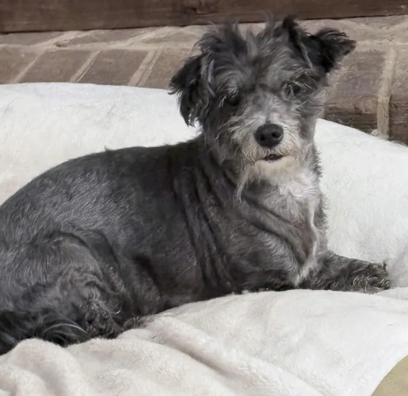 Maude thumbnail 2