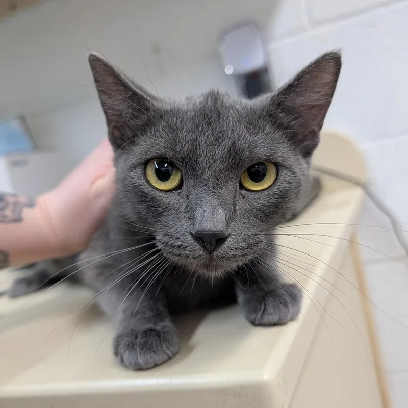 A young medium-sized female Gray / Blue / Silver Domestic Short Hair cat named Nana for adoption in Ardmore, OK