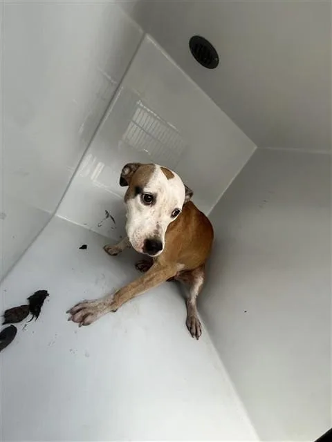 A young medium-sized female Boxer dog named A for adoption in Houston, TX