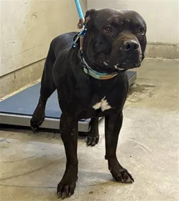 An adult large-sized male Pit Bull Terrier dog named Kip for adoption in Camarillo, CA
