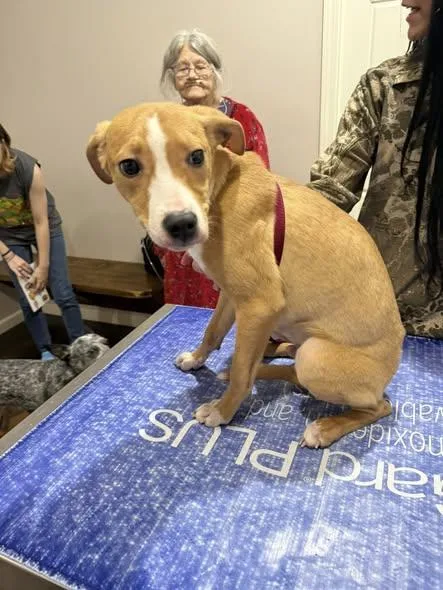 A baby small-sized male Terrier dog named Polites for adoption in Corning, AR