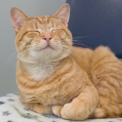 A young medium-sized male Domestic Short Hair cat named Prairie for adoption in Verona, WI