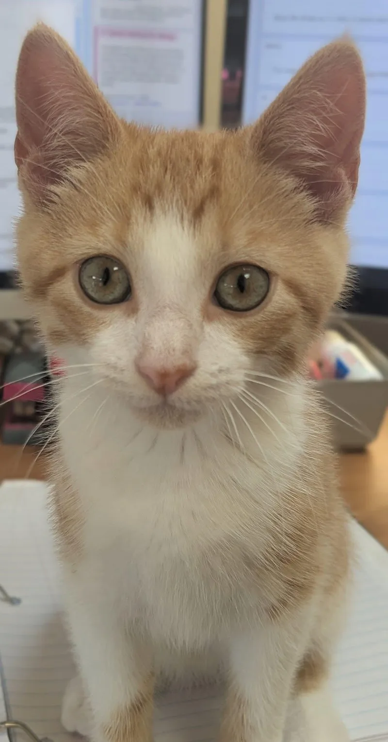 A baby medium-sized female Orange & White Domestic Short Hair cat named Mimi for adoption in Breinigsville, PA