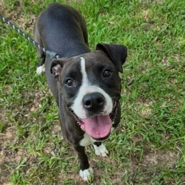 An adult medium-sized female Black Boxer dog named Adrian for adoption in Houston, TX