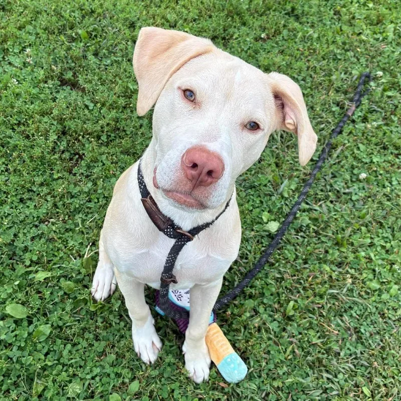 A young medium-sized male Labrador Retriever dog named Vinny for adoption in Quakertown, PA