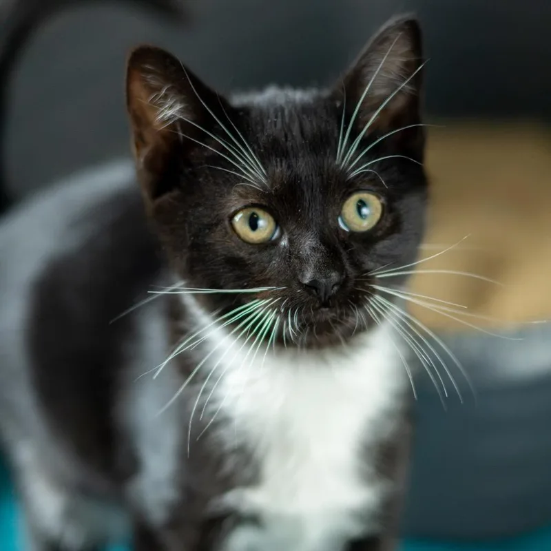 A baby small-sized female Domestic Short Hair cat named Ginger Rogers for adoption in Wilmington, DE