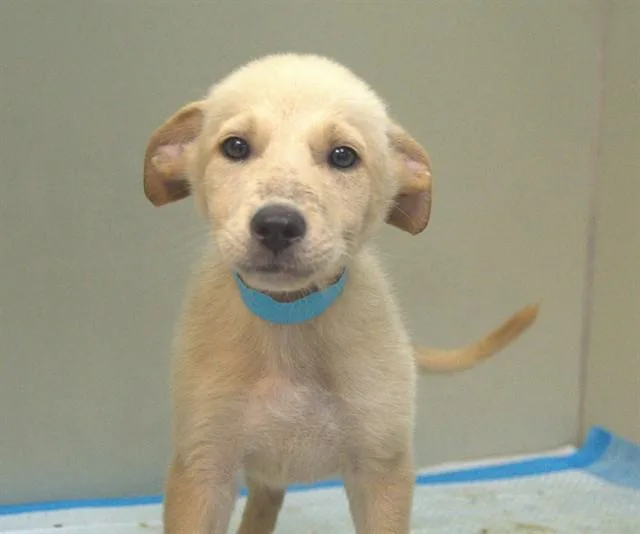 A baby large-sized male German Shepherd Dog dog named Cornbread for adoption in Cookeville, TN